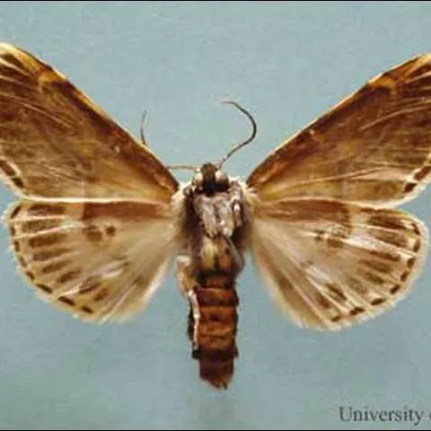 thumbnail for publication: Hieroglyphic Moth, Diphthera festiva (Fabricius) (Insecta: Lepidoptera: Noctuidae)